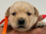 5 chiots Labrador Retrievers de couleur sable LOF en vente