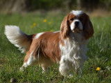Chien adulte Cavalier King Charles blenheim LOF pour saillie
