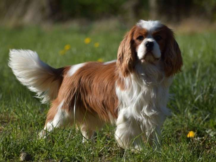 Chien adulte Cavalier King Charles blenheim LOF pour saillie