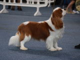 Chien adulte Cavalier King Charles blenheim LOF pour saillie