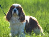 Chien adulte Cavalier King Charles blenheim LOF pour saillie