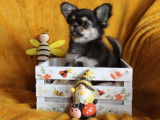 À acheter 3 chiots mâles Chihuahuas LOF