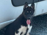 Chiot femelle Husky de Sibérie LOF à vendre (LOF)