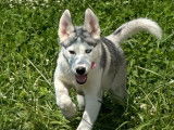 À vendre un chiot mâle Husky de Sibérie LOF