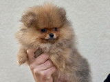 Un chiot femelle Spitz Nain Poméranien LOF disponible à la vente