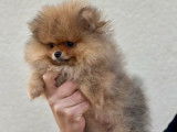Un chiot femelle Spitz Nain Pom&eacute;ranien LOF disponible &agrave; la vente