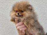 Un chiot femelle Spitz Nain Pom&eacute;ranien LOF disponible &agrave; la vente