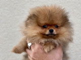 Un chiot femelle Spitz Nain Pom&eacute;ranien LOF disponible &agrave; la vente
