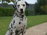 Disponible pour saillie un chien Dalmatien LOF de 6 ans