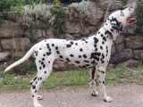 Disponible pour saillie un chien Dalmatien LOF de 6 ans