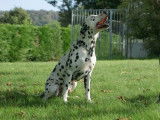 Disponible pour saillie un chien Dalmatien LOF de 6 ans