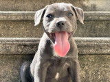 Un chiot femelle Staffordshire Bull Terrier LOF à vendre