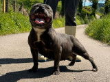 Un chiot femelle Staffordshire Bull Terrier LOF à vendre