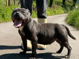 Un chiot femelle Staffordshire Bull Terrier LOF à vendre