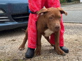 3 chiots American Bully XXL chocolat en vente