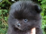 Un chiot Spitz Nain Poméranien mâle disponible à la réservation