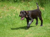 2 chiots Drahthaar LOF à acheter