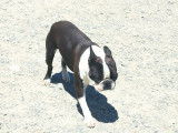 Un chien adulte Boston Terrier LOF de 2 ans pour une saillie