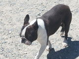 Un chien adulte Boston Terrier LOF de 2 ans pour une saillie