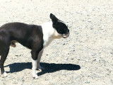 Un chien adulte Boston Terrier LOF de 2 ans pour une saillie