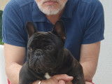 Mâle Bouldogue Français LOF disponible pour saillie