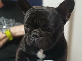 Mâle Bouldogue Français LOF disponible pour saillie