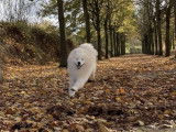 Un chien Samoyède LOF de 2 ans pour saillie