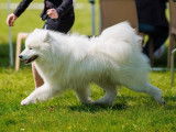 Un chien Samoyède LOF de 2 ans pour saillie