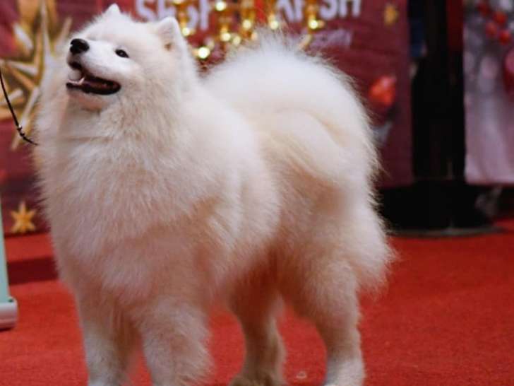 Un chien Samoyède LOF de 2 ans pour saillie