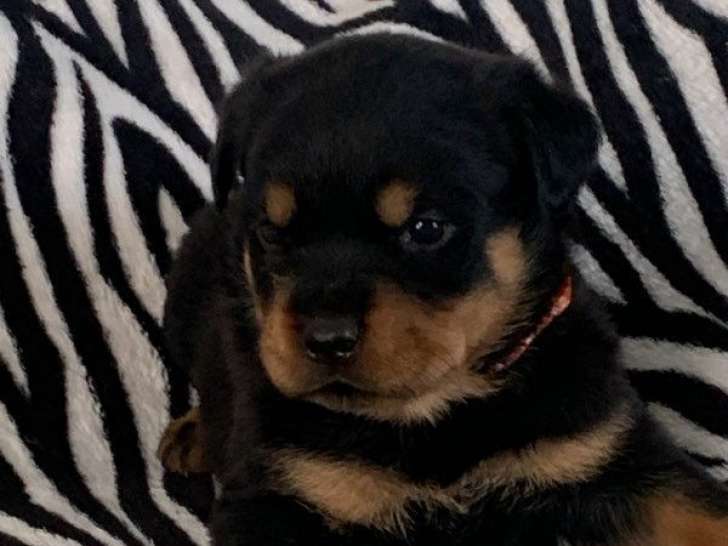 Des chiots Rottweilers disponibles à la réservation (LOF)