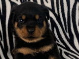 Des chiots Rottweilers disponibles à la réservation (LOF)