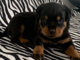 Des chiots Rottweilers disponibles à la réservation (LOF)
