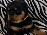 Des chiots Rottweilers disponibles à la réservation (LOF)
