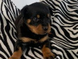 Des chiots Rottweilers disponibles à la réservation (LOF)