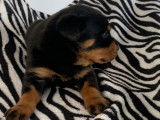 Des chiots Rottweilers disponibles à la réservation (LOF)