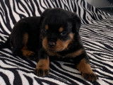 Des chiots Rottweilers disponibles à la réservation (LOF)