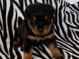 Des chiots Rottweilers disponibles à la réservation (LOF)
