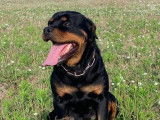 Des chiots Rottweilers disponibles à la réservation (LOF)