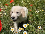 Des chiots Golden Retriever LOF