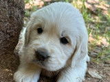 Des chiots Golden Retriever LOF