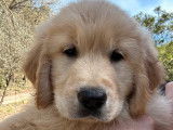 Des chiots Golden Retriever LOF