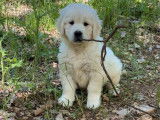 Des chiots Golden Retriever LOF