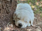 Des chiots Golden Retriever LOF