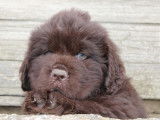 2 chiots Terre-Neuve LOF en vente
