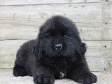 2 chiots Terre-Neuve LOF en vente