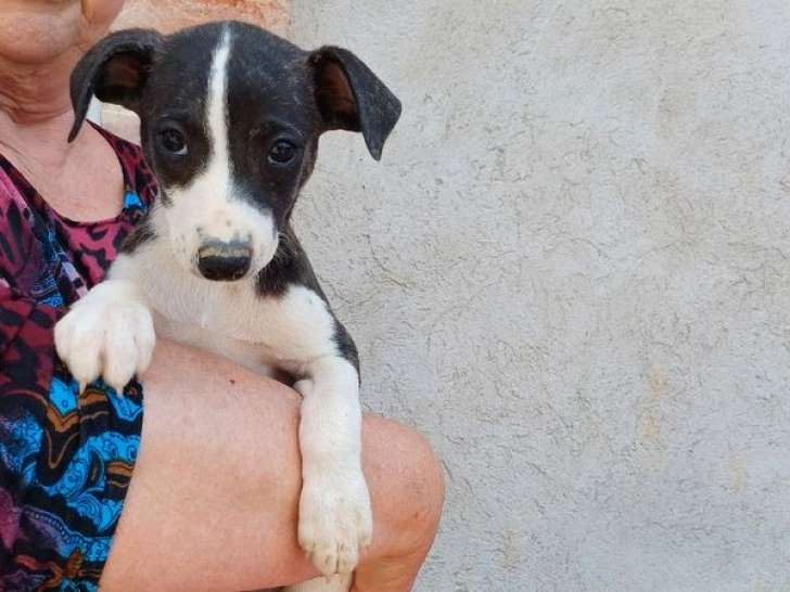 3 chiots mâles Whippets LOF disponibles à la vente