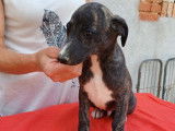 3 chiots mâles Whippets LOF disponibles à la vente