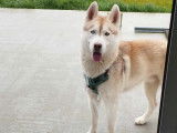 Chien Husky Sibérien à donner