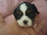 6 chiots Cavaliers King Charles LOF à réserver
