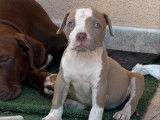 Un chiot femelle American Bully XL disponible à la réservation (LOF)